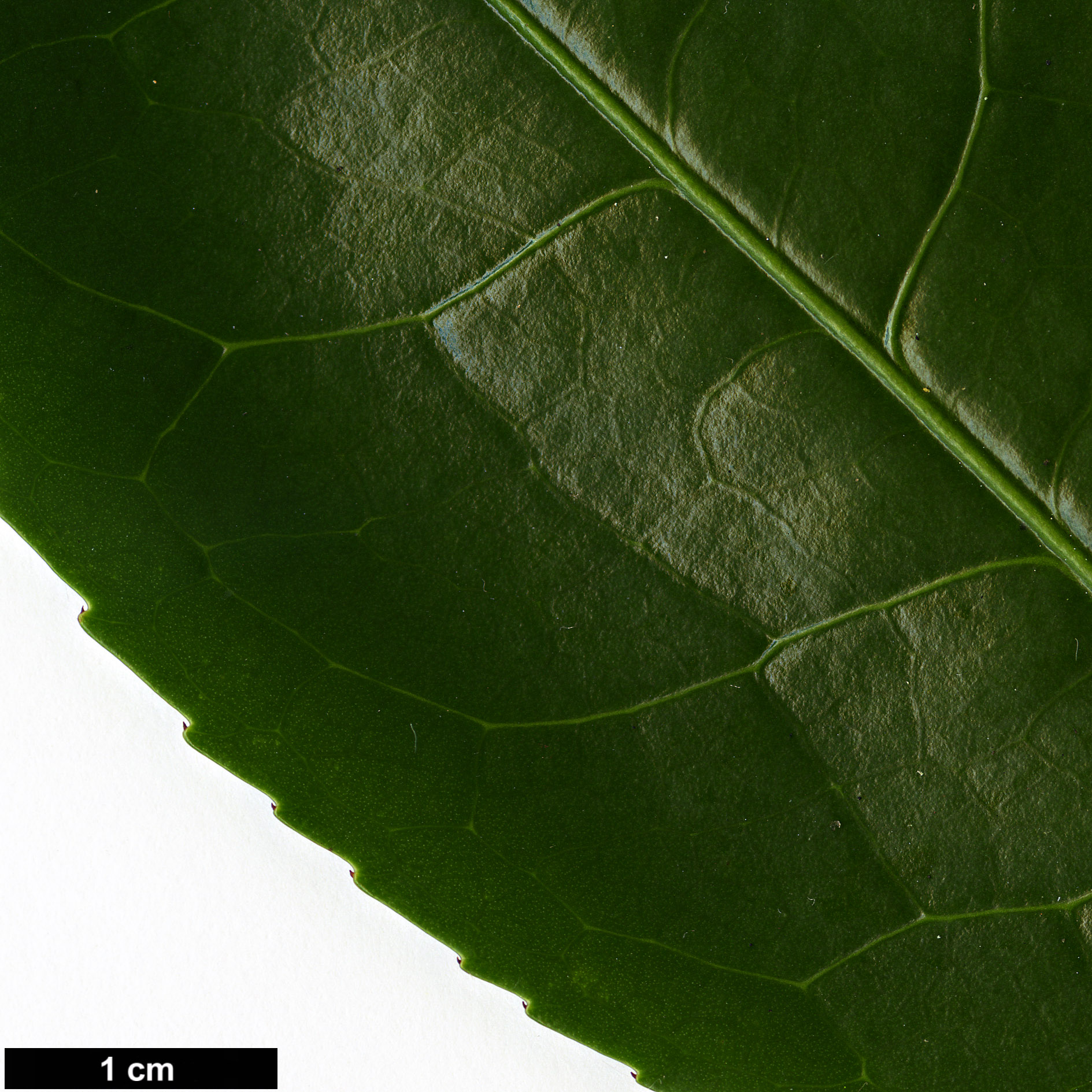 High resolution image: Family: Theaceae - Genus: Camellia - Taxon: sinensis - SpeciesSub: var. assamica